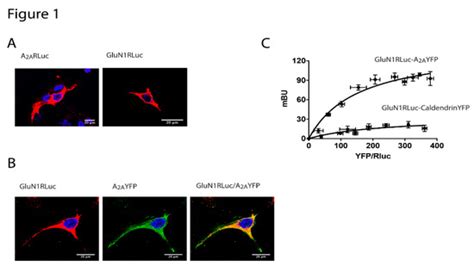 Adenosine A2A Receptor Antagonists Affects NMDA Glutamate Receptor ...