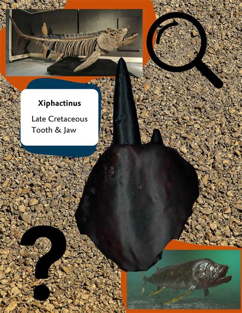 Mystery Fossil #3 - Nanaimo Museum