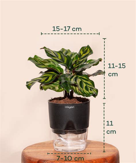 Buy Peacock Plant (Calathea Makoyana) With Self Watering Pot – Kyari.co