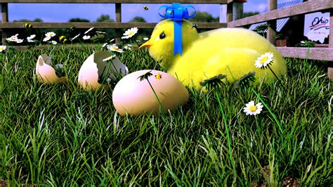 Spring Chickens 11 的图像结果