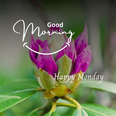 275+ Good Morning Happy Monday Images for Whatsapp