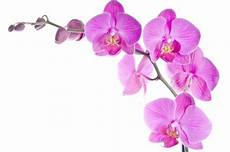 immagini fiori orchidee orchidea val d asta appennino reggiano immagini fiori orchidee orchidea val d asta appennino reggiano