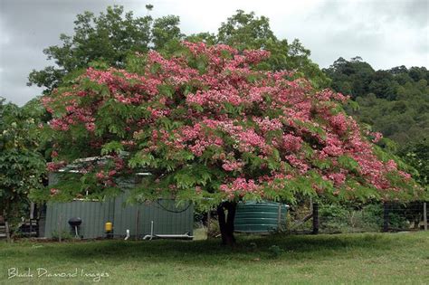 Java Shower 的图像结果