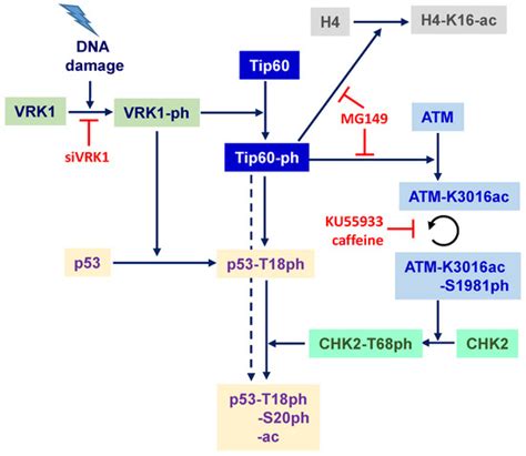 VRK1 Phosphorylates Tip60/KAT5 and Is Required for H4K16 Acetylation in ...