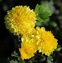 Chrysanthemum 的图像结果