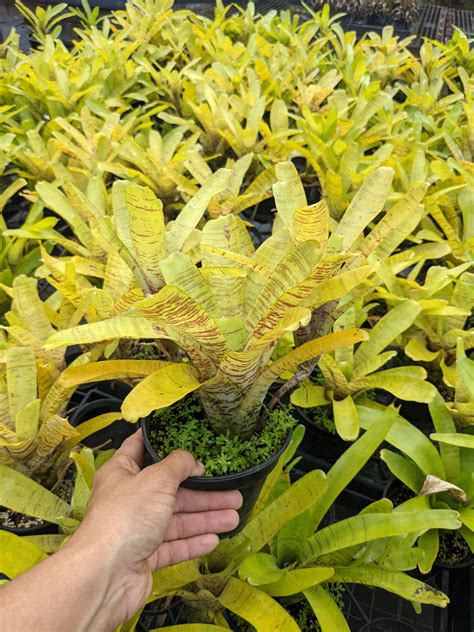 Neoregelia crispata - Tradewinds Tropicals, Inc.