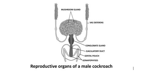 Reproduction in Cockroach 的图像结果