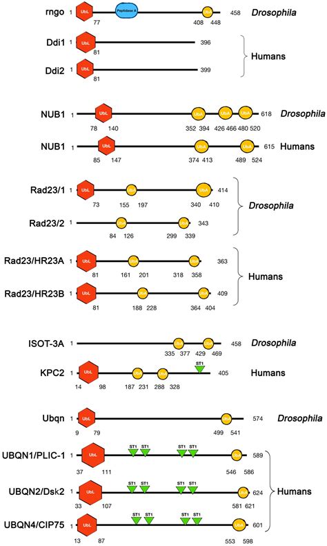 Non-Proteasomal UbL-UbA Family of Proteins in Neurodegeneration