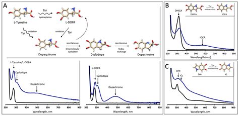 Molecular Modeling of the Multiple-Substrate Activity of the Human ...