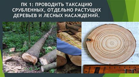 Профессиональный модуль ПМ 04: «Проведение работ по лесоустройству и ...