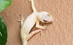 Image result for Albino Things
