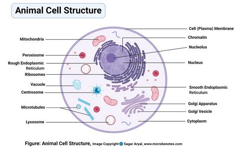 细胞的基本结构