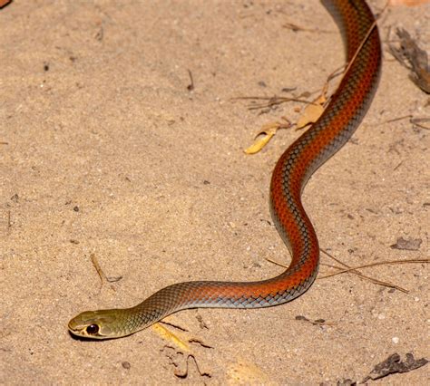 Snake Identification Guide 的图像结果