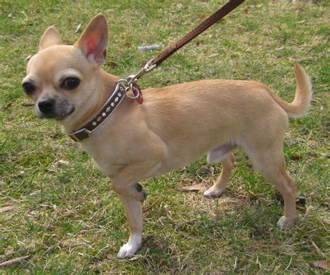 Chihuahua Dog Breed » Information, Pictures, & More