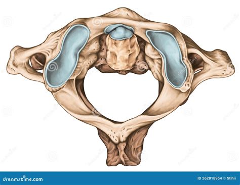 Cervical Vertebrae Atlas Superior View