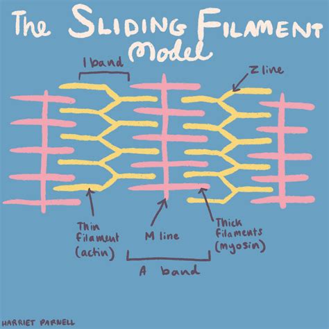 The Sliding Filament Model Diagram by RainbowBio on DeviantArt