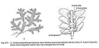 describe vegetative structure of porella - Brainly.in