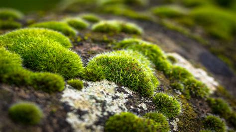 Best way to kill moss in lawn? How to get rid of moss without killing ...