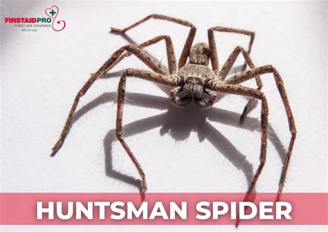 Huntsman Spider Venom