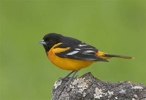 juvenile-baltimore-oriole - Maryland Pictures - Maryland - HISTORY.com
