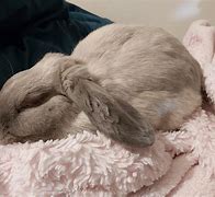 Image result for Cute Bunny Sleeping