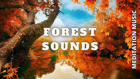 Image result for Relaxing Tree Sounds