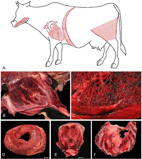 Blackleg in cattle: A case report of fetal infection and a literature ...