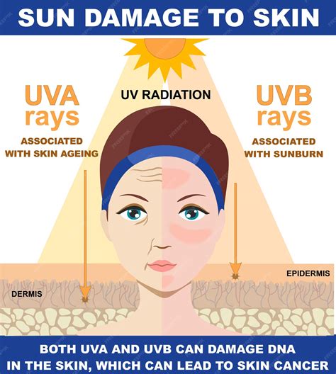 Premium Vector | Sun damage to skin, infographic of difference between uva and uvb rays.