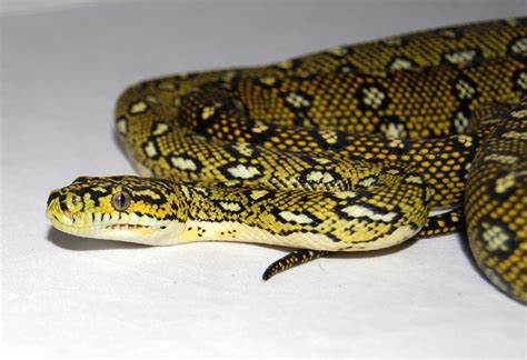 Image result for Diamond Python Snake Habitat