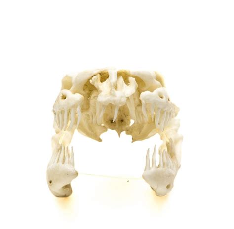 Image result for Reticulated Python Skull