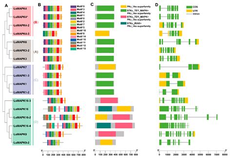 Genome-Wide Identification and Expression Analysis of MAPK Gene Family ...