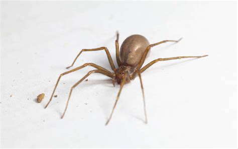 Cat Eating Brown Recluse at Isaac Macquarie blog