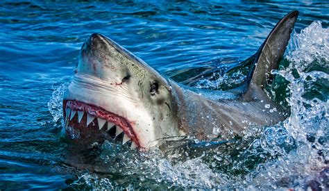 The Deadliest Sharks In The World (& Some Are Found In The U.S.)