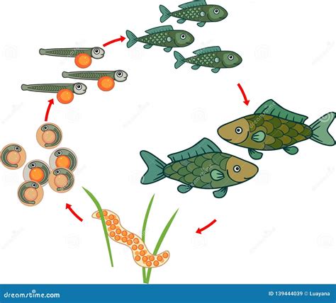 Life Cycle of Fish. Sequence of Stages of Development of Fish from Egg ...