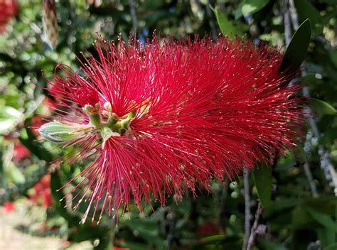Callistemon citrinus – Ausemade