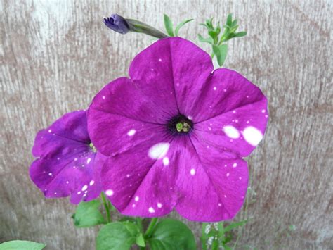 Петуния splash dance bolero blue описание - фото