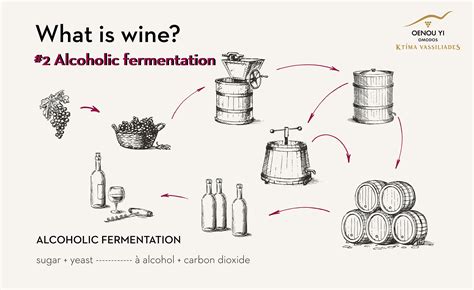 Wine Fermentation Process 的图像结果