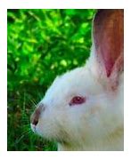 Image result for Albino Bunny Wild