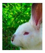 Image result for Newborn Albino Bunny