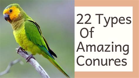Image result for Conure Parrot Types