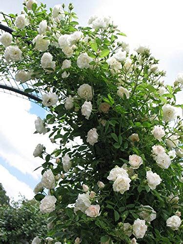 Arlo Gardens Rare Grafted White Climbing Rose … Healthy Live Plant ...