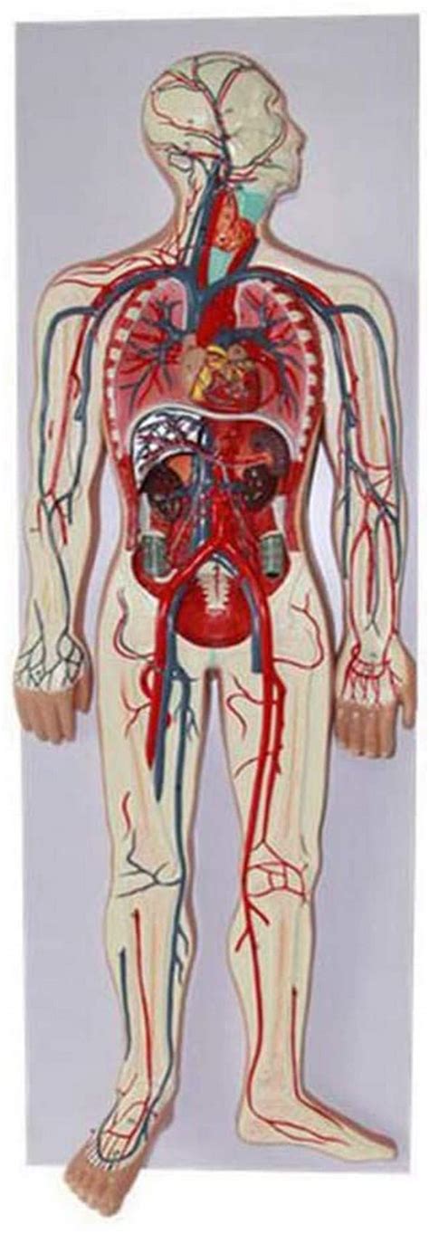Image result for Blood Circulation Model
