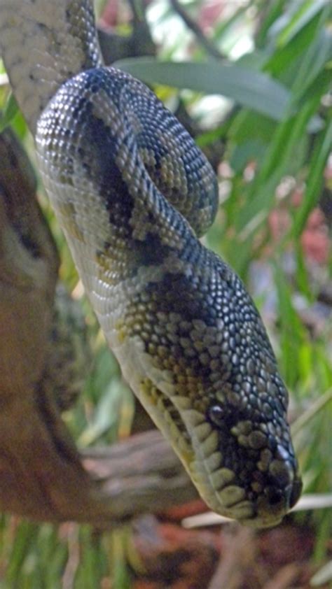 Image result for Carpet Python Information