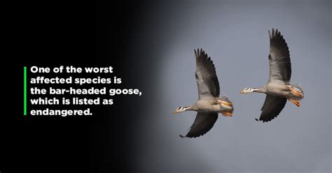 Avian Flu Is Spreading Beyond Chickens And Crows, This Is Bad News For ...