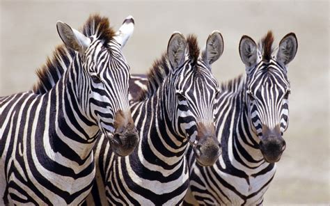 Image result for Zebra Background