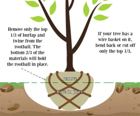 Image result for Tree-Planting Steps