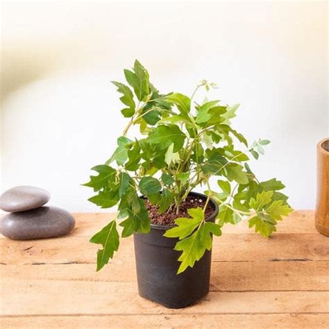 Grape Ivy - Plant – Loveforplants