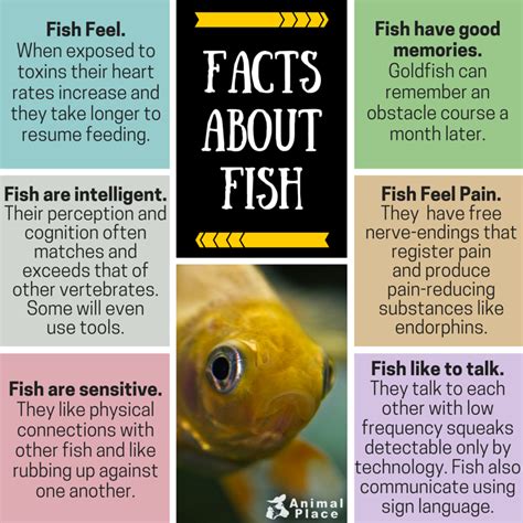 Image result for Fish Facts