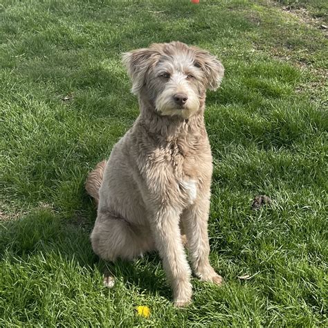 Huskydoodle 101: An Intro to the Siberian Husky-Poodle Mix