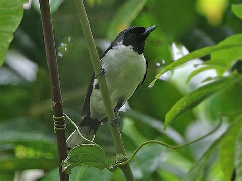 Kofiau Monarch - eBird